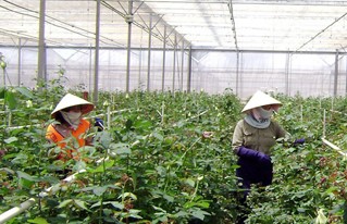 Quốc tế đánh giá cao nỗ lực của Việt Nam trong lĩnh vực nông nghiệp - ảnh 1