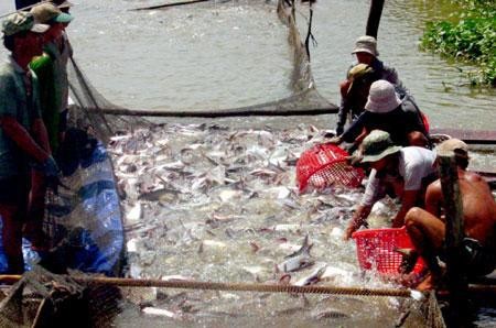 Sản phẩm cá da trơn của Việt Nam bị áp thuế cao phi lý tại Mỹ  - ảnh 2