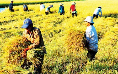 Năm 2015 Việt Nam phấn đấu đạt 32 tỷ USD xuất khẩu sản phẩm nông nghiệp - ảnh 1