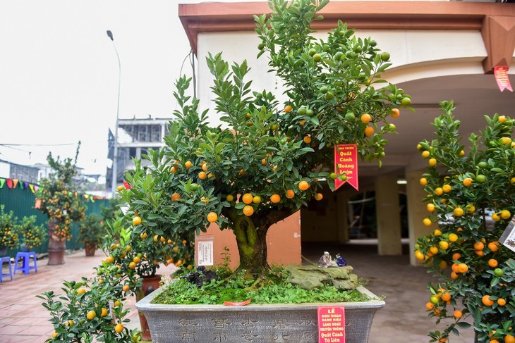 Украшение домов и офисов мандариновыми и персиковыми деревьями во время Тэта – неотъемлемая часть жизни вьетнамцев - ảnh 2