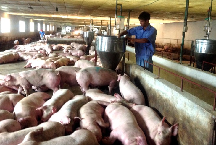 Сельскохозяйственная отрасль Вьетнама продолжает обсуждение с предприятиями вопроса снижения цен на свинину - ảnh 1