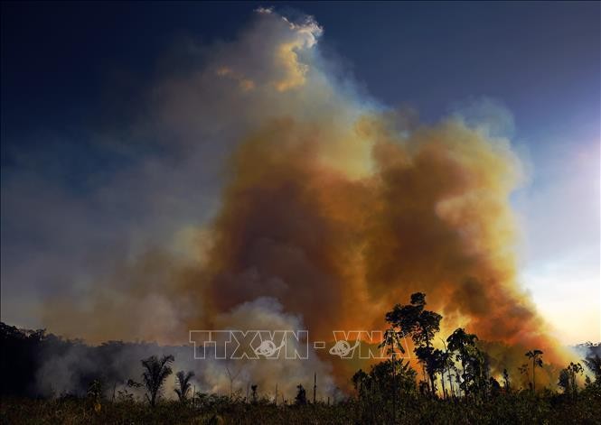 В Бразилии наблюдается резкий рост числа пожаров в лесах Амазонии - ảnh 1