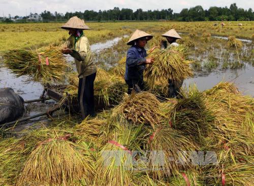 Provinsi Hau Giang mengakui kecamatan ke-20 yang mencapai standar pedesaan baru - ảnh 1