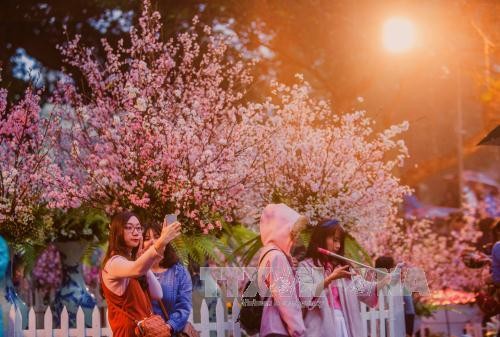 Festival bunga Sakura akan berlangsung dari 23-26/3 di Kota Hanoi - ảnh 1