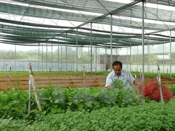 Vietnam mengarah ke pertanian yang bersih dengan teknologi nano - ảnh 1
