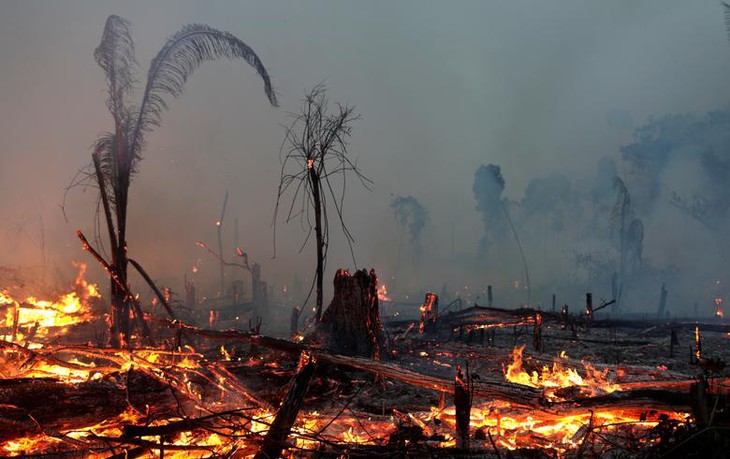 Kebakaran hutan Amazon tidak hanya merupakan masalah sendiri  dari masing-masing negara - ảnh 1