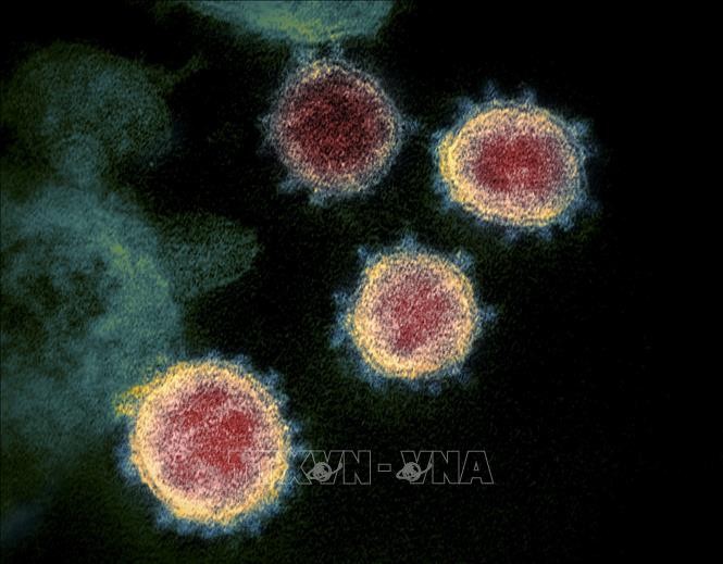 Para ilmuwan Belanda menemukan antibodi yang bisa menetralisir virus SARS-CoV-2 - ảnh 1