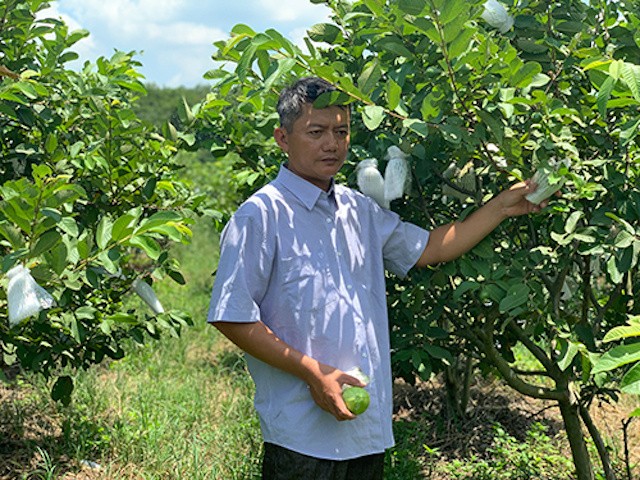 Provinsi Binh Duong Mengembangkan Rantai Produksi dalam Memasarkan Hasil Pertanian - ảnh 2