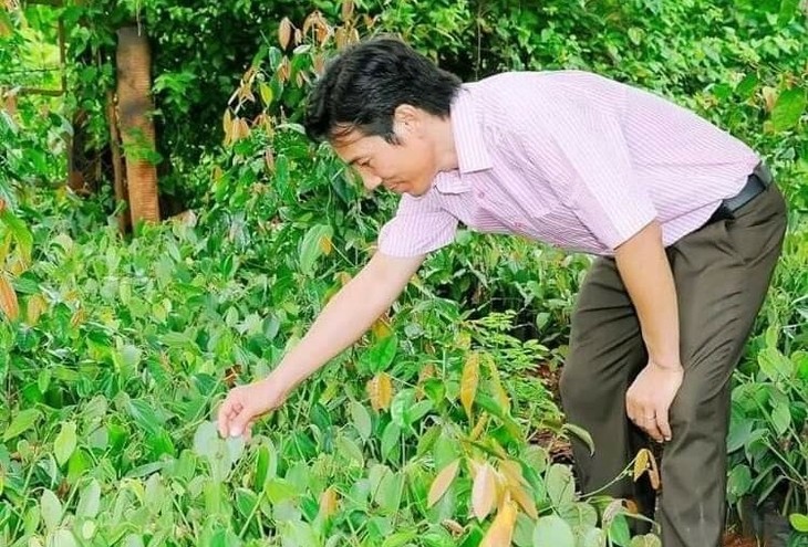 Petani yang bernama  Lam Ngoc Nham : Bapak Kandung yang Melahirkan Jenis  Pohon Lada Bau May di Vietnam - ảnh 2