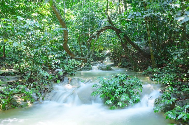  Cuc Phuong-Taman Nasional Papan Atas di Asia 2021 - ảnh 6