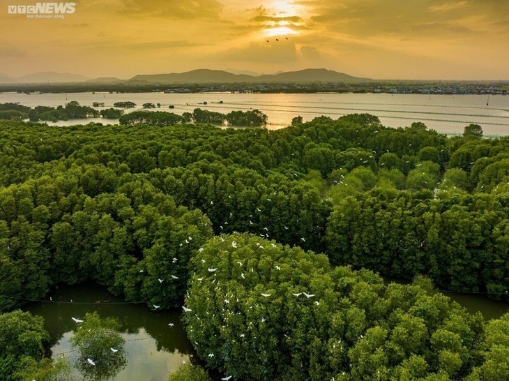 Zona Ekowisata Con Chim – “Oasis Hijau” di Provinsi Binh Dinh - ảnh 13