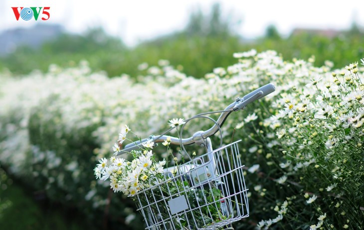 Hanoï accueille la saison des fleurs d’échinacée blanche - ảnh 13