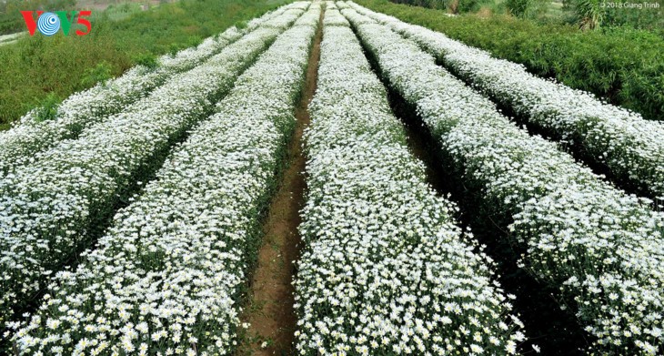 Hanoï accueille la saison des fleurs d’échinacée blanche - ảnh 1