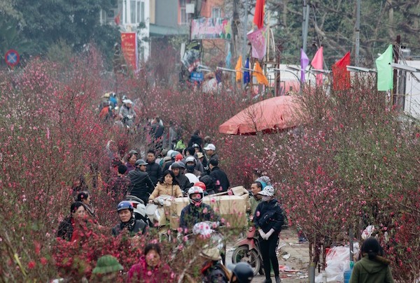 Flower villages in Hanoi bustling for Tet - ảnh 2