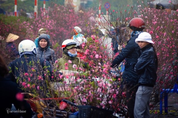 Flower villages in Hanoi bustling for Tet - ảnh 1