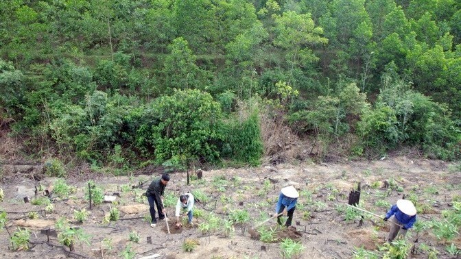 Vietnam’s forest coverage up in 2021