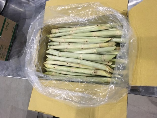 Second batch of fresh sugarcane to be ship to US - ảnh 1