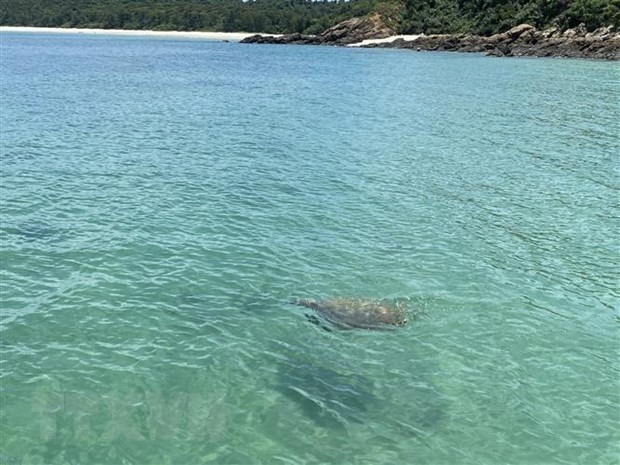 First sea turtle seen in waters off Co To in over 10 years - ảnh 1