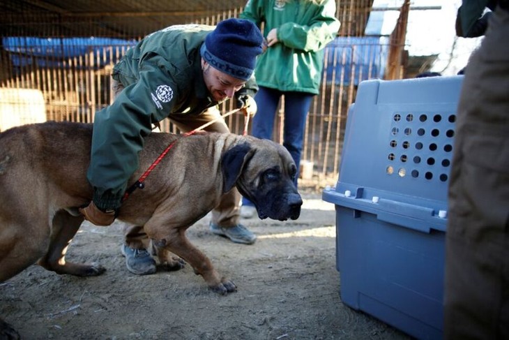 South Korea to ban eating dogs - ảnh 1