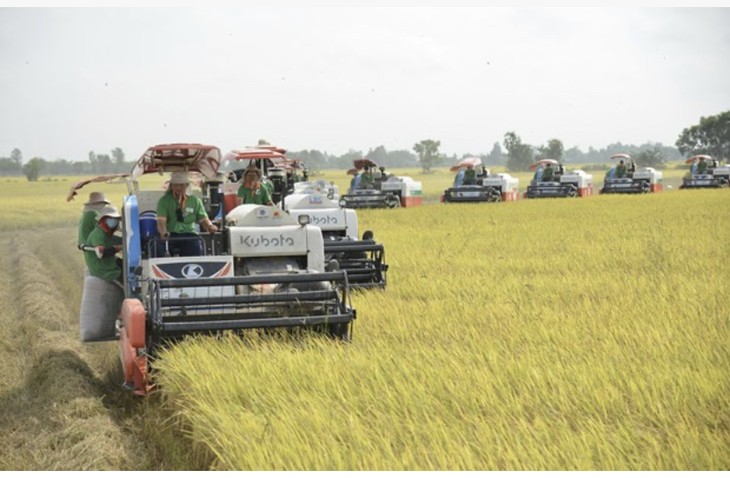 Rice exports to hit 5 billion USD in 2023 - ảnh 1