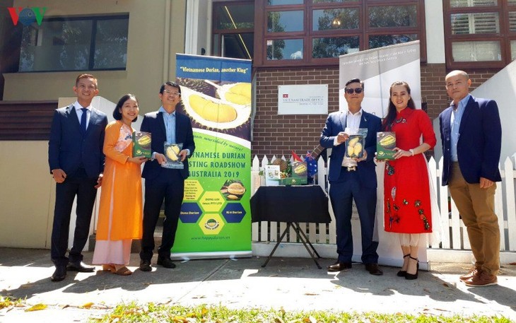 Buah durian Vietnam memasuki pasar Australia - ảnh 1