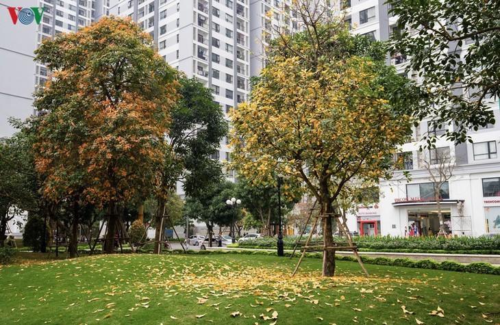 Memandangi Kota Hanoi yang indah dan romantis di musim tanaman mengubah daun - ảnh 1
