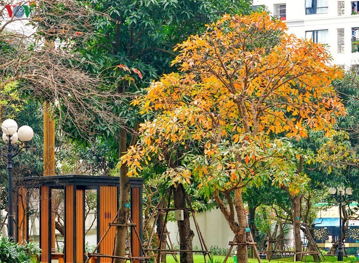 Memandangi Kota Hanoi yang indah dan romantis di musim tanaman mengubah daun - ảnh 11