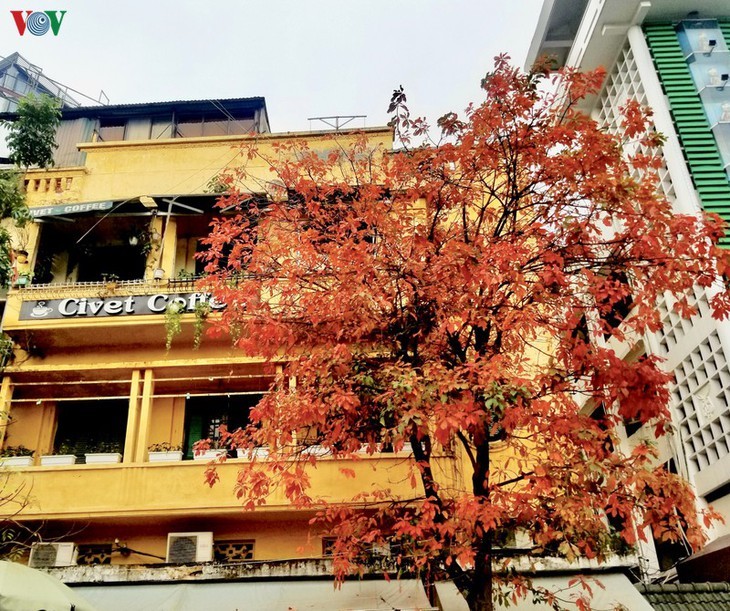 Memandangi Kota Hanoi yang indah dan romantis di musim tanaman mengubah daun - ảnh 9