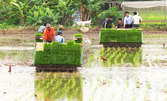 Para Petani di Pinggiran Kota Hanoi Meningkatkan Mekanisasi dalam Produksi Pertanian - ảnh 1