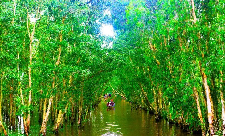 Keindahaan Hutan Bakau Tra Su di Provinsi An Giang - ảnh 6