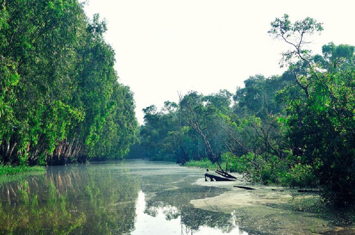 Keindahaan Hutan Bakau Tra Su di Provinsi An Giang - ảnh 1