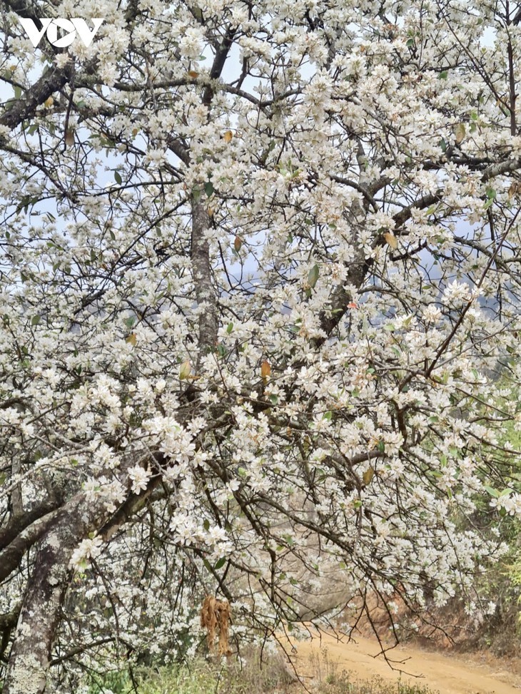 Bunga Son Tra (apel berduri)  Bermekaran secara Indah di Dataran Tinggi Son La - ảnh 8