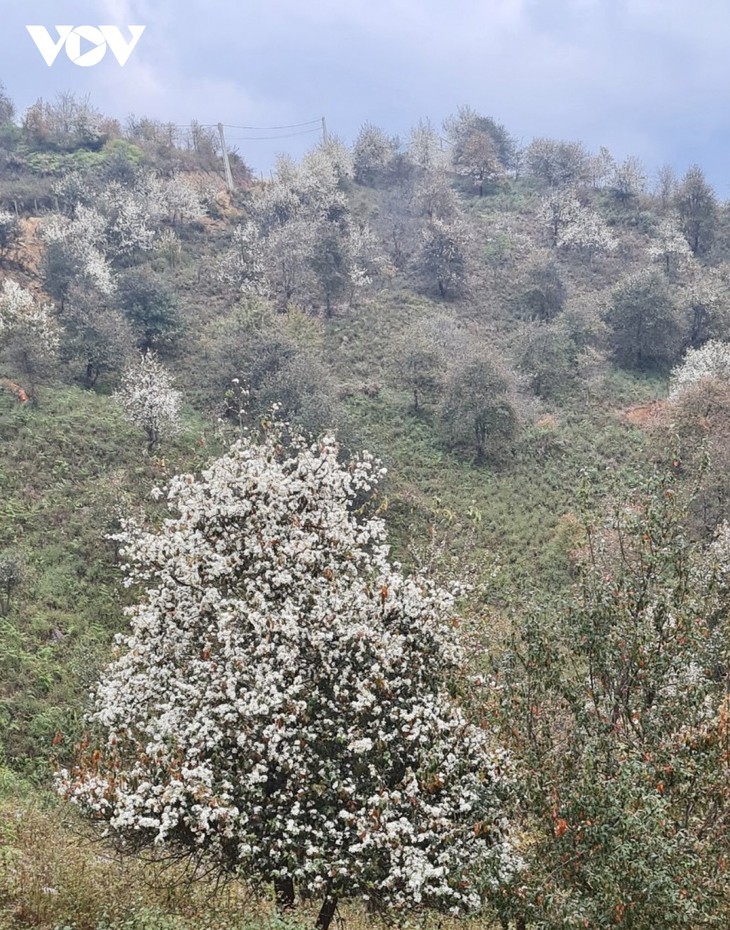 Bunga Son Tra (apel berduri)  Bermekaran secara Indah di Dataran Tinggi Son La - ảnh 12
