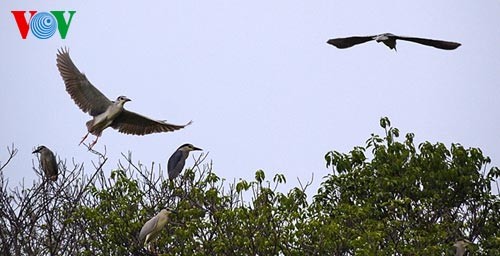 Das Biosphärenreservat Can Gio - ảnh 12