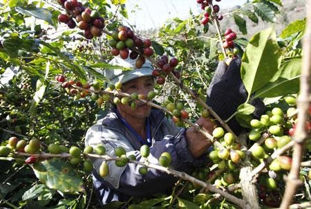 Vietnam – der größte Kaffee-Exporteur der Welt - ảnh 1
