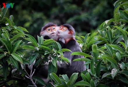 Eine einzigartige Fotosammlung über den König der Primaten - ảnh 10
