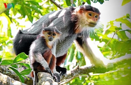 Eine einzigartige Fotosammlung über den König der Primaten - ảnh 14