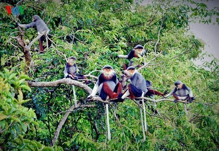 Eine einzigartige Fotosammlung über den König der Primaten - ảnh 18