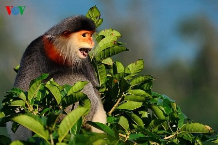 Eine einzigartige Fotosammlung über den König der Primaten - ảnh 19