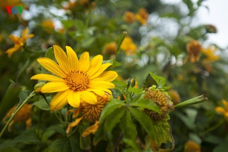 Ein Besuch in Da Lat, um Sonnenblumen anzuschauen - ảnh 3
