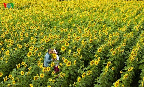 Ein Besuch in Da Lat, um Sonnenblumen anzuschauen - ảnh 7