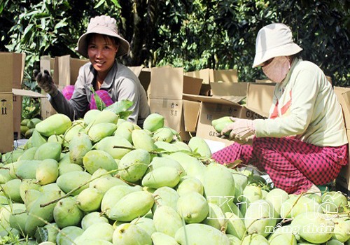 Die Bauern in Dong Thap erwirtschaften durch ökologische Landwirtschaft - ảnh 1