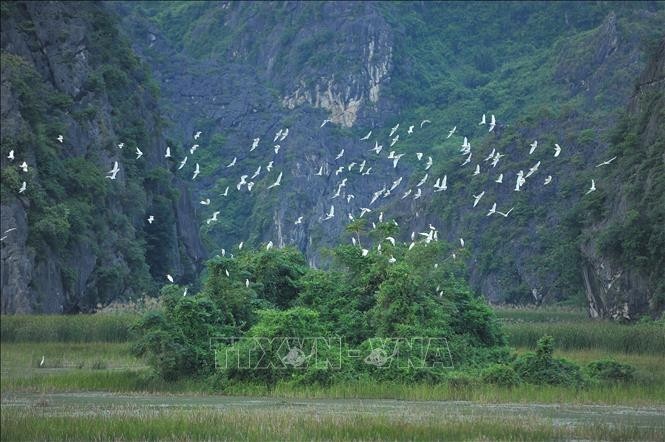 Vietnam setzt Aktivitäten zur Erhaltung und nachhaltigen Nutzung von Feuchtgebieten um - ảnh 1