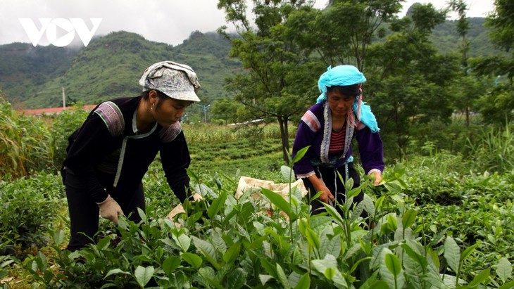 Die Provinz Lai Chau stellt Teeprodukte im Nahen Osten, in Nordafrika und in Südasien vor - ảnh 1