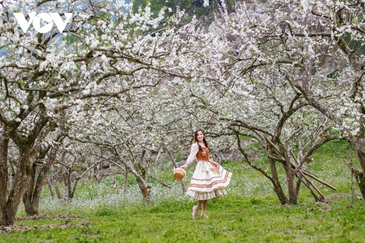 Pflaumenblüten auf dem Plateau von Moc Chau - ảnh 12