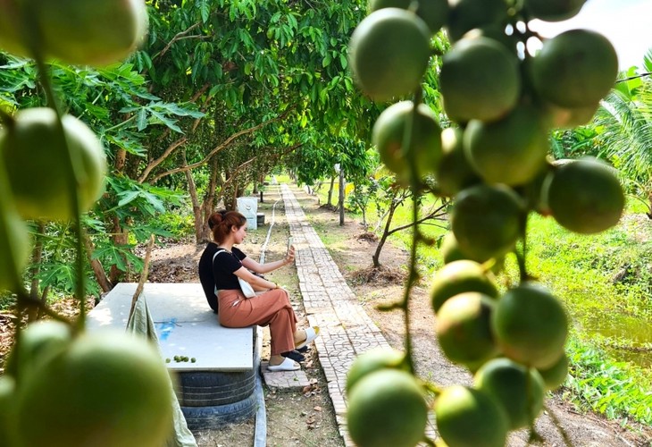 Bewohner in U Minh entwickeln Tourismus in Gärten birmanischer Trauben - ảnh 1
