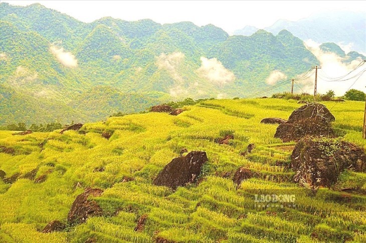 Wunderschöne Orte zur Bewunderung der goldenen Reisfelder im Herbst - ảnh 12