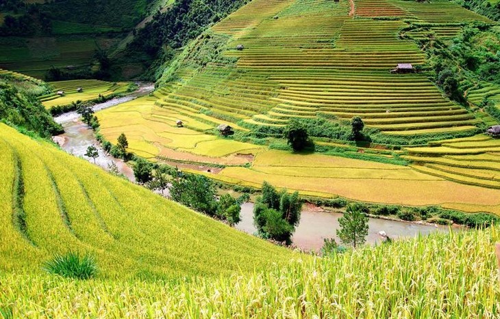 Wunderschöne Orte zur Bewunderung der goldenen Reisfelder im Herbst - ảnh 3