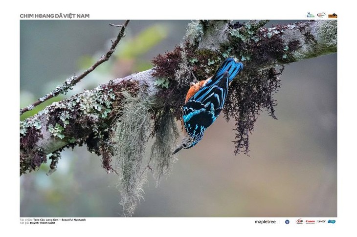 Foto von Schmuckkleiber gewinnt den ersten Preis des Wildvögel-Fotowettbewerbs - ảnh 1