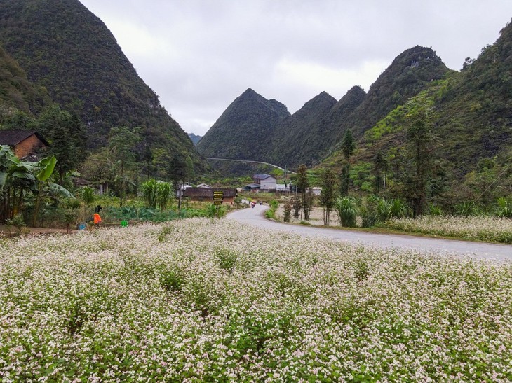 Die Schönheit des Kalkplateaus Dong Van in der Provinz Ha Giang - ảnh 7